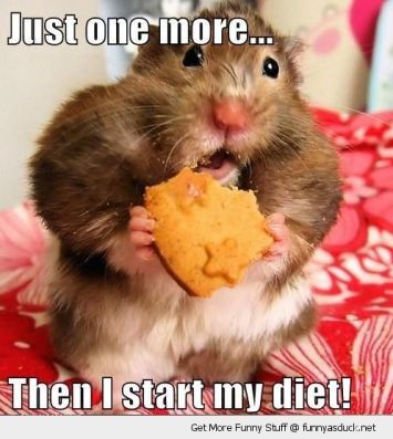 funny-fat-hamster-eating-biscuit-one-more-diet-pics.jpg